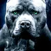 Todd Snellgrove - @toddsnellgrove740 - TikTok