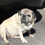 Todd Stephan - @therealchicano - Instagram