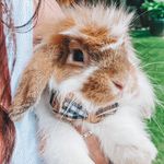 Todd Sweet - @thatbuntodd - Instagram
