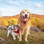 Katie Ziegler - @true.todd.workingdogs - Instagram