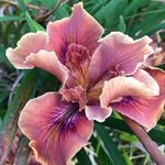 Todd Waddell - @bountifulhomeedm - Instagram