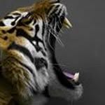 Todd Wiltse - @wiltsetodd - Instagram