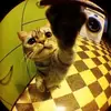 Tommy Abernathy - @tommyabernathy5596 - TikTok