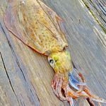 Tom Ahern - @fishingpomtom - Instagram
