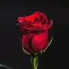 Tom Alexander - @tom.alexander3 - TikTok