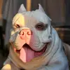 Tom Alexander - @tom.alexander19 - TikTok