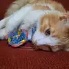 Tom.Arroyo14 - @tom.arroyo14 - TikTok