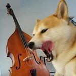 Tom Barta - @2birds_2shibas - Instagram