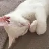 Tom der Laser - @tombehnke48 - TikTok
