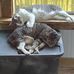 Tomila Benefield - Facebook