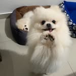 Tom e Bento - @tom_bento_poms - Instagram
