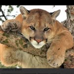Tom Berndt - @tierfreund_67 - Instagram