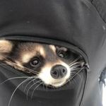 Tom Billings - @srgt_goofy - Instagram