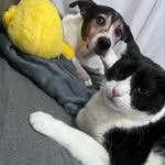 𝐓𝐨𝐦 & 𝐁𝐢𝐥𝐥𝐲 🐱🐶 - @tom.billy.zagato - Instagram