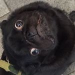 The Handsome Tom Bosley - @therealbosley - Instagram