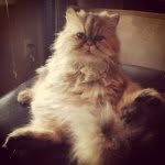 TomBosley - @tombosleysd - Instagram