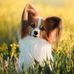Tom Bosmans - Facebook