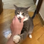 крутой кот украинца - @tom_bovanenko - Instagram