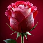 Tomar Amar Prem - Facebook