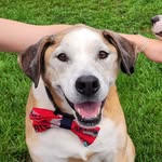 Tom Brady - @bostondogtommy - Instagram