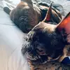 Tom_Brady - @tom_brady_frenchie - TikTok