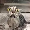 tom brady - @tom.brady68 - TikTok