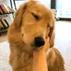 tom_brian3 - @tom_brian3 - TikTok