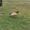 tomburg03 - @howmanypeoplecanifollows - TikTok
