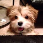 @buster_tom - Instagram
