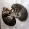 😼Tom & Butch😼 - @tom.bucth - TikTok