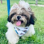 Tom cabral - @tom_shihtzuu - Instagram