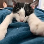 El gato Tom - @tom.caggiano - Instagram