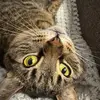 TomCat - @tomcale1 - TikTok