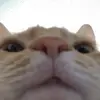 Pastry boy - @tomato.calzone - TikTok