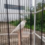 @tom_canary7 - Instagram