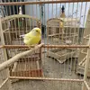 Tomy.canary - @tomy.canary - TikTok