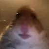 tomscannell - @tomscannell2 - TikTok