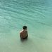 Tom Capelle - Facebook