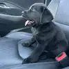 Tom Carbón 🐶 - @tom.carbon - TikTok