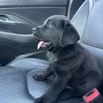 Tom Carbón 🐶 - @tom_carbon - Instagram
