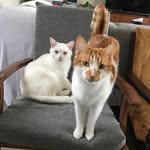 Tom & Casper - @adoptacat_sydney - Instagram
