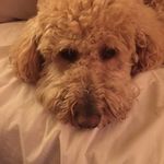Tom Casper - @tomcasper1 - Instagram