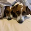 Tomchalmers - @tomandrewc - TikTok