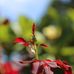 Tom Chau - Facebook