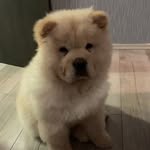 Tom - @tom_chau_chau - Instagram