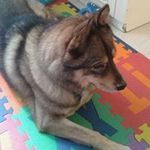 Tom Chiu - @chiu4457 - Instagram