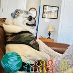 Tom Coffman - @tcoffduke - Instagram