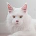 Major Tom Maine Coons - Facebook