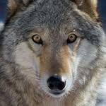 Tom Wolves - @coppock.tom - Instagram