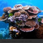 Tom Cota - @cotas_corals - Instagram